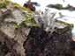 Szarvas agancsgomba (Xylaria hypoxylon), Budai-hegység